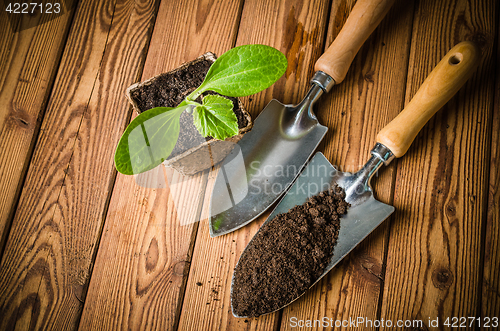 Image of Seedlings zucchini and garden tools on a wooden surface