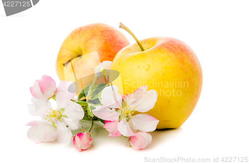 Image of Ripe apple and blossoming branch of an apple-tree, Isolated on w