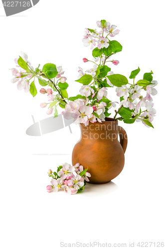 Image of Branch of blossoming apple-tree in clay pitcher on white backgro