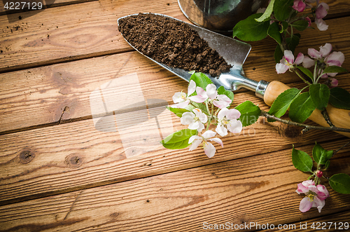 Image of Branch of blossoming apple and garden tools on a wooden surface,