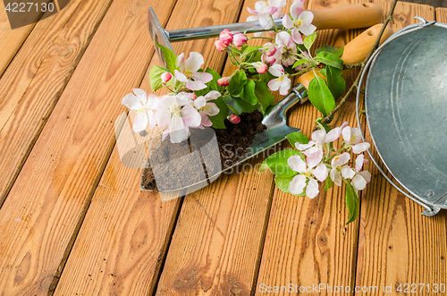 Image of Branch of blossoming apple and garden tools on a wooden surface,