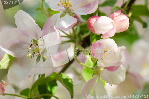 Image of Branch of blossoming apple-tree, close-up