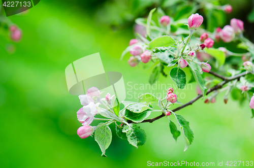 Image of A branch of blossoming Apple trees in springtime, close-up