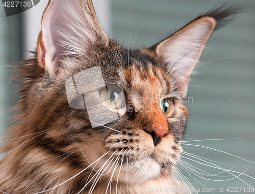 Image of Portrait of Maine Coon cat