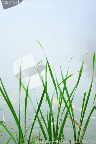 Image of Green Leaves Closeup