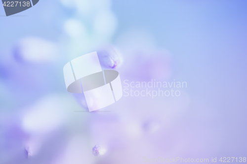 Image of Abstract Gentle Blue Floral Background