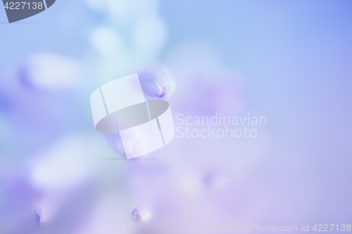 Image of Abstract Gentle Blue Floral Background