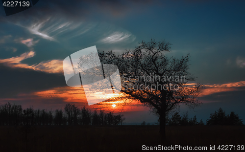 Image of Silhouette Of Oak At Sunset