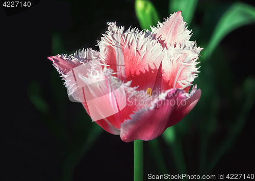 Image of Fringed Red Tulip Closeup