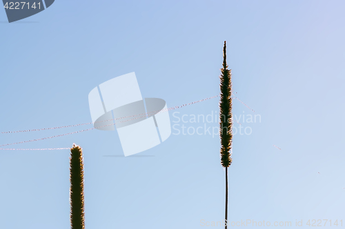 Image of Dew On Web Between Blades Of Grass Closeup