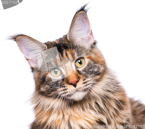 Image of Portrait of Maine Coon kitten