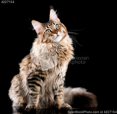 Image of Portrait of Maine Coon cat