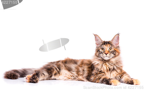 Image of Maine Coon kitten