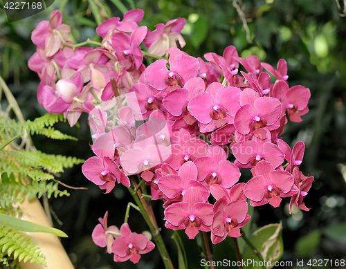 Image of  large Pink orchid flowers