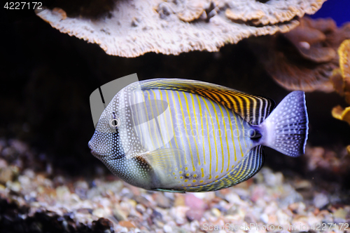 Image of Butterflyfish in Red Sea