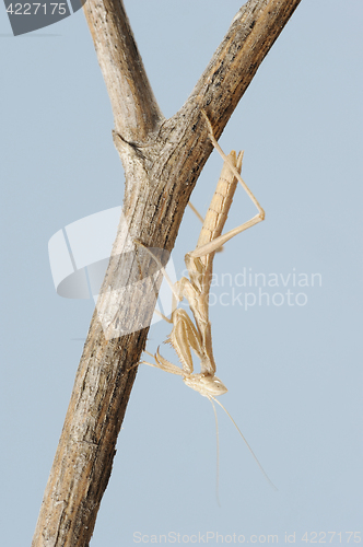 Image of small mantis  on a branch