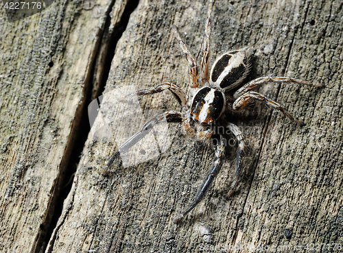 Image of Salticidae spider on the tree