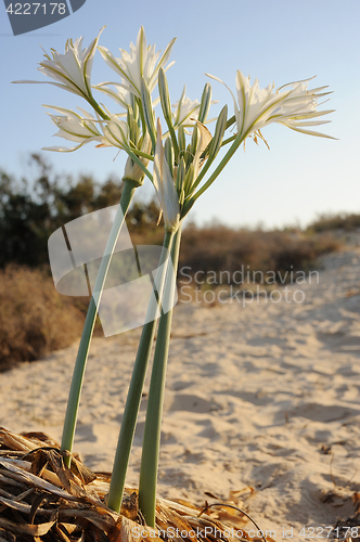 Image of Large white flower Pancratium maritimum