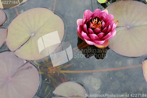 Image of Water lily Conqueror