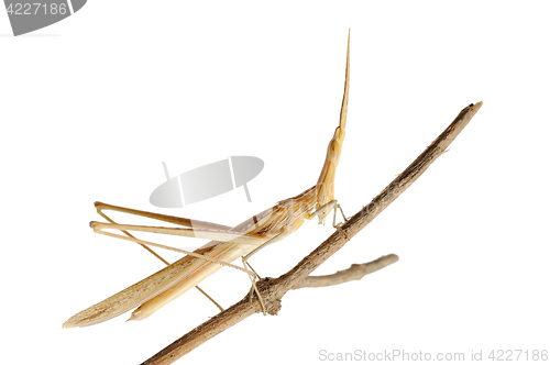 Image of Acrida on a branch, isolated