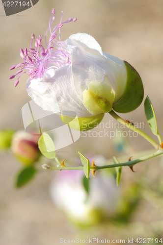 Image of Capparis spinosa (capers)