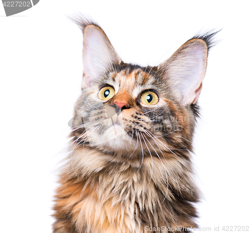 Image of Portrait of Maine Coon kitten