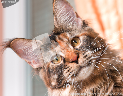 Image of Portrait of Maine Coon cat