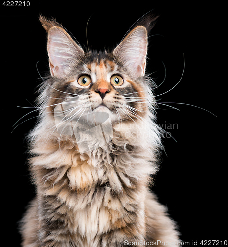 Image of Portrait of Maine Coon cat