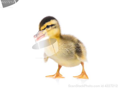 Image of Cute little duckling