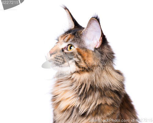 Image of Portrait of Maine Coon kitten