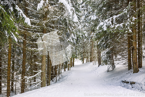Image of Winter Footpath