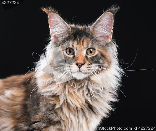 Image of Portrait of Maine Coon cat