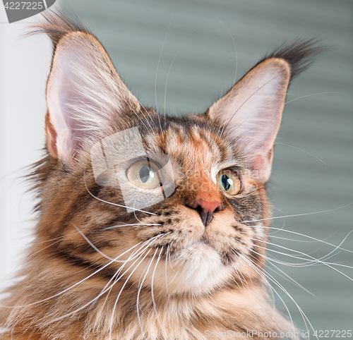 Image of Portrait of Maine Coon cat