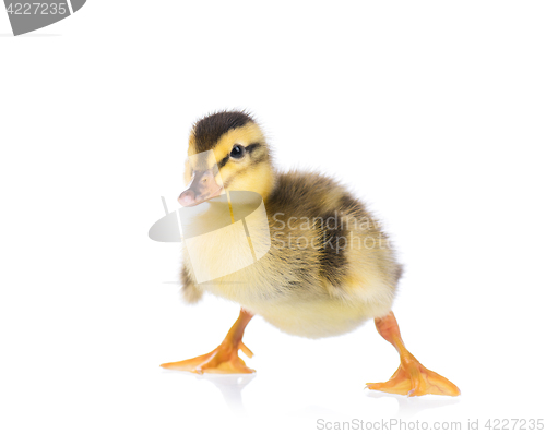 Image of Cute little duckling