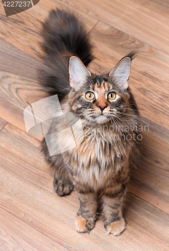 Image of Portrait of Maine Coon cat