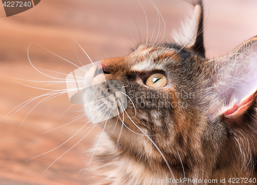 Image of Portrait of Maine Coon cat