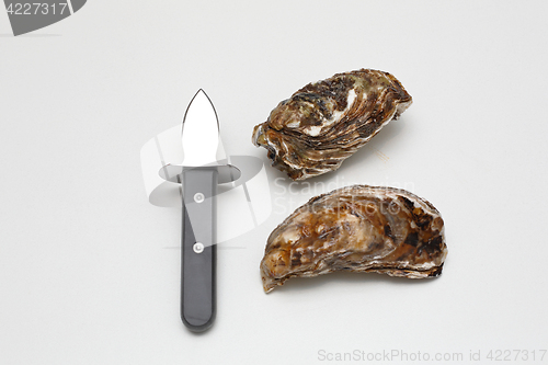 Image of Shucking Knife and Oysters