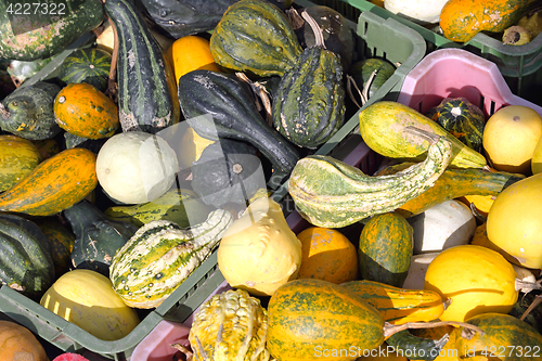 Image of Gourds