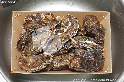 Image of Oysters in Box