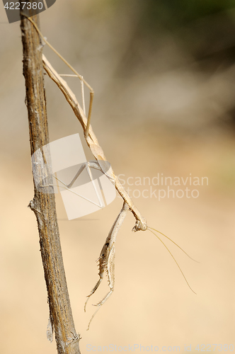 Image of small mantis on a branch