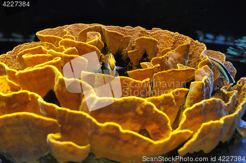 Image of Fish and corals of the Red Sea