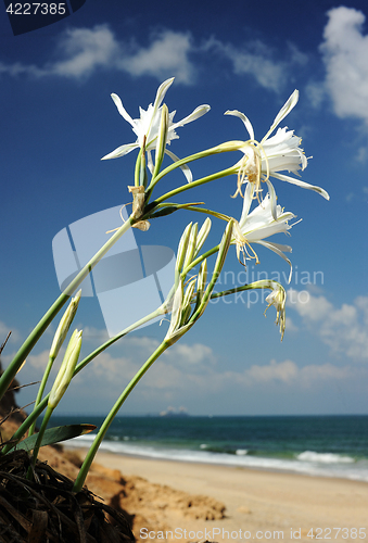 Image of Large white flower Pancratium maritimum