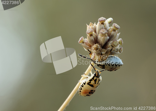 Image of two bugs on the twig