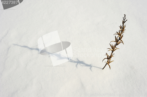 Image of Texture of the snow