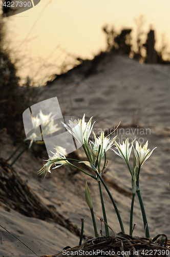 Image of Large white flower Pancratium maritimum 