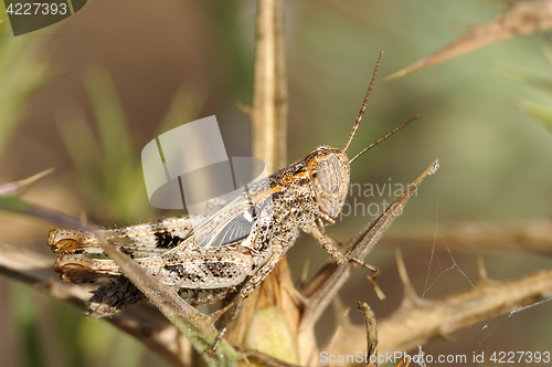 Image of grasshopper on a branch