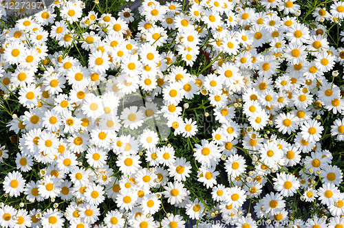 Image of white Flowers Leucanthemum