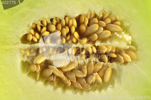 Image of Melon Seeds