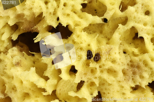 Image of Natural Sponge