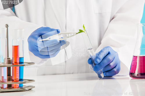 Image of Plant sciences in lab